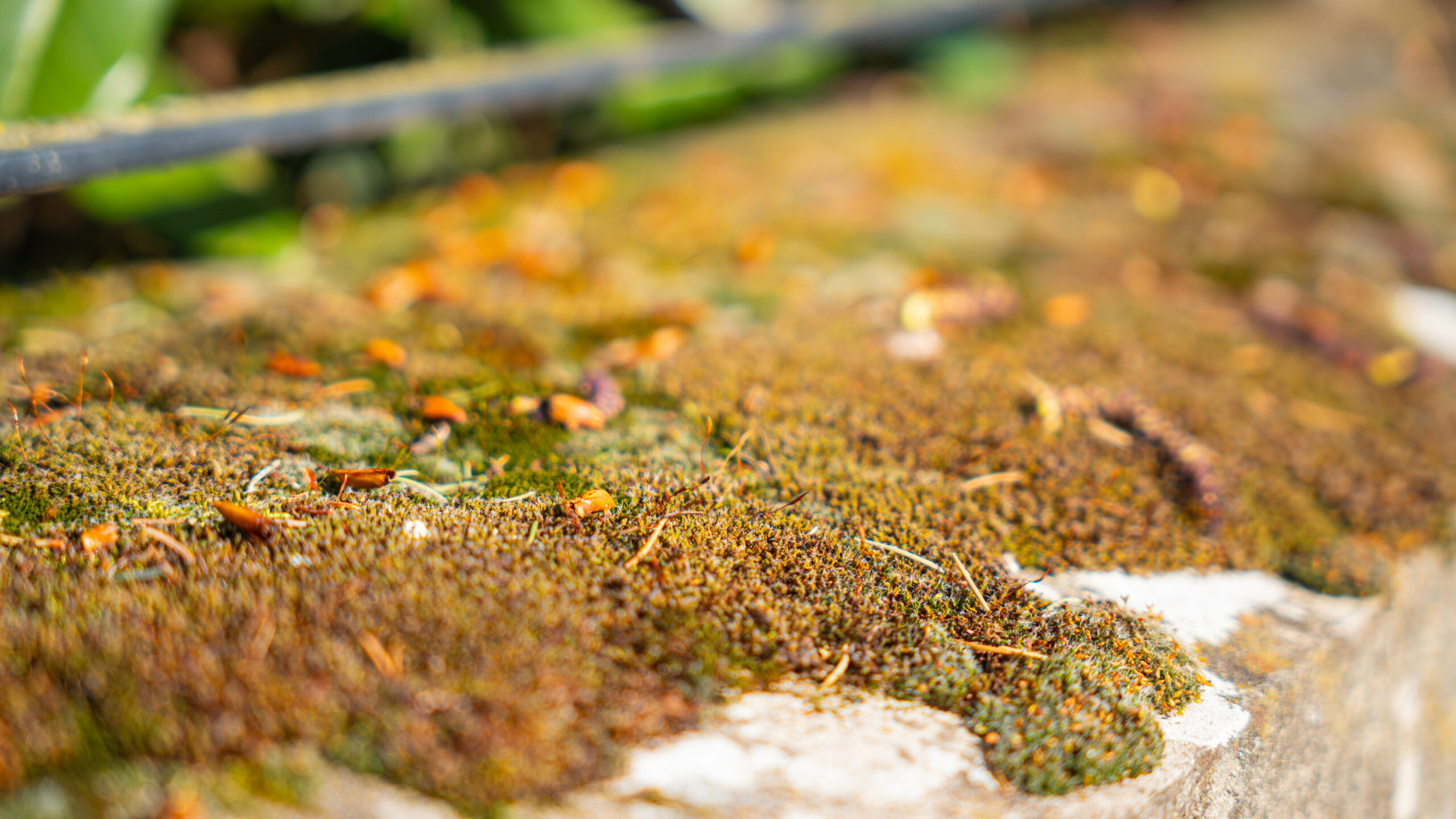 toit vert, mousse toiture
