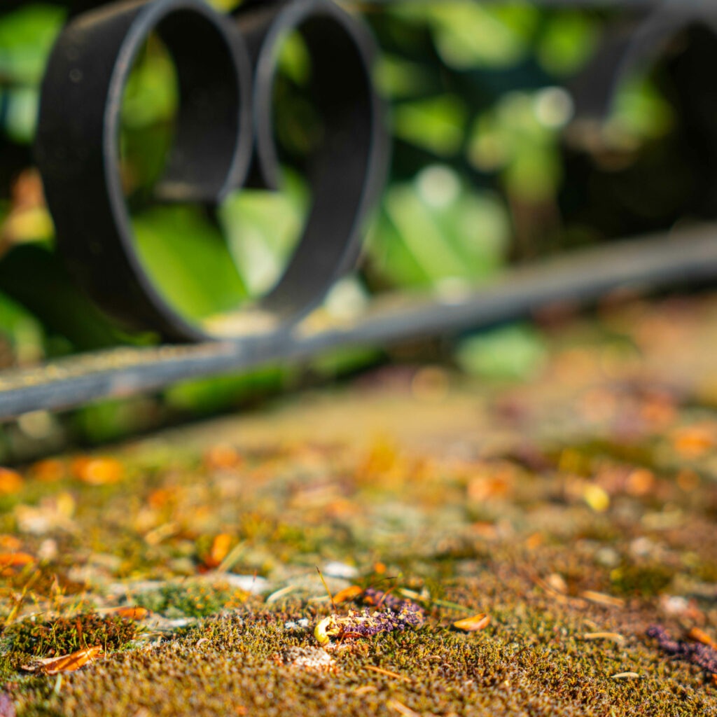mousse toiture